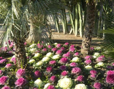 Elche Gardens