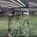 Power outages uncovered a ‘jungle’ of 800 marijuana plants in Orihuela – Costa Blanca Daily