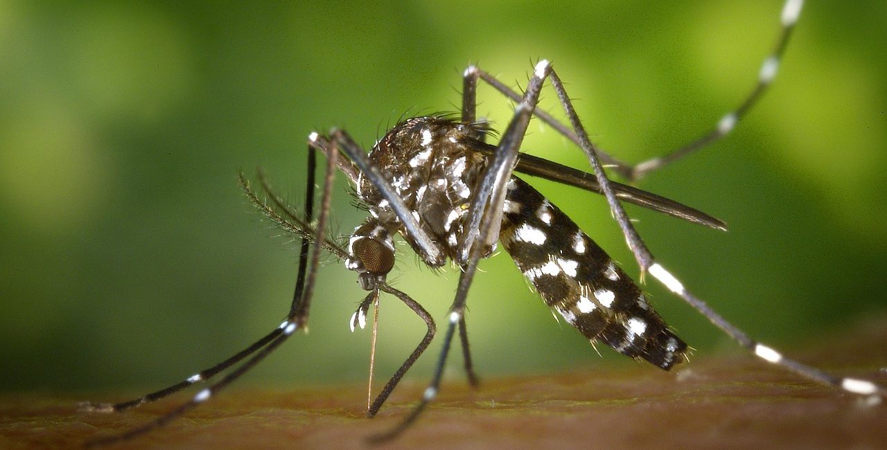 Why are 120,000 tiger mosquitoes released in the parks of Alicante and Elche each week?