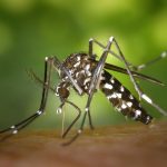 Why are 120,000 tiger mosquitoes released in the parks of Alicante and Elche each week?
