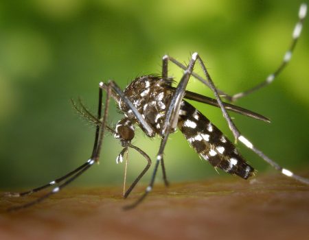 Why are 120,000 tiger mosquitoes released in the parks of Alicante and Elche each week?