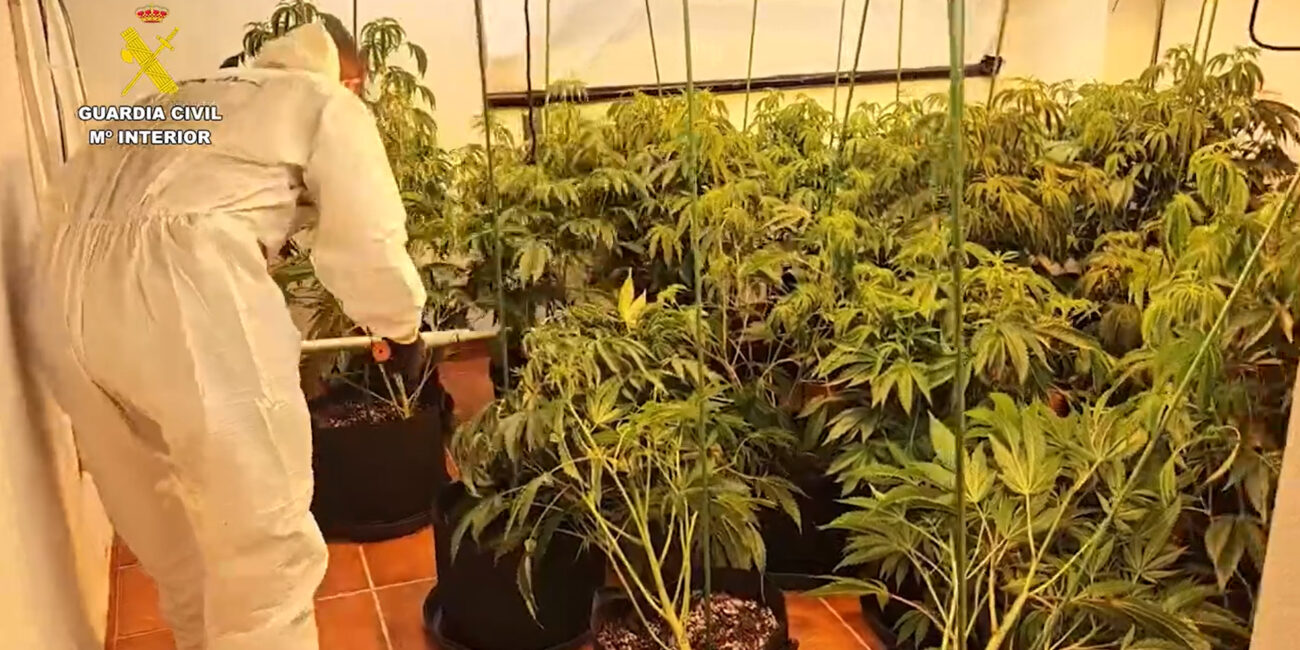 Guardia Civil dismantles group growing marijuana in Torre Pacheco