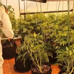 Guardia Civil dismantles group growing marijuana in Torre Pacheco