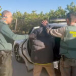 A report of gender violence uncovers a marijuana plantation on a farm in Murcia